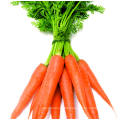 Chinese New Crop Fresh Carrot /Fresh Carrot PE